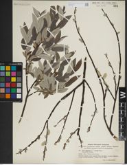 Foto von Salix lapponum L.